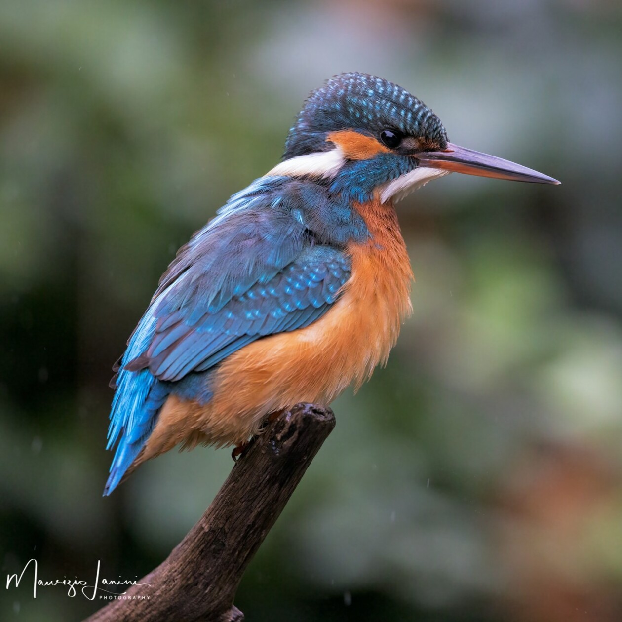 Unveiling The World's Wildlife Wonders With Maurizio Lanini (8)