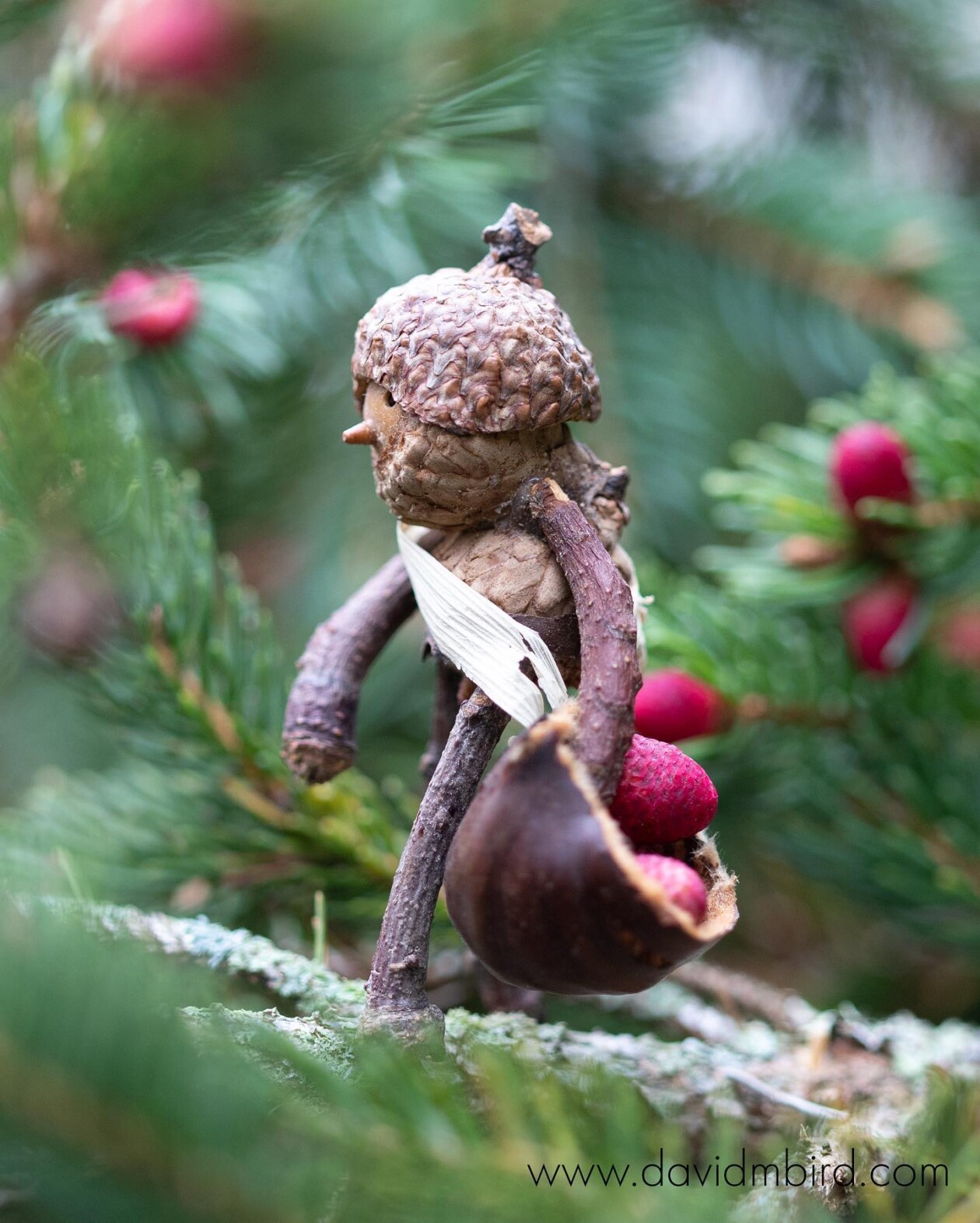 Charming Forest Creatures, The World Of Becorns By David Bird (2)