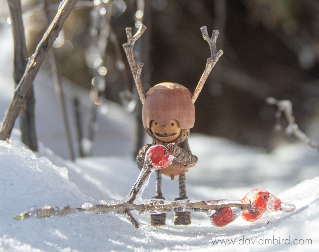 Charming Forest Creatures, The World Of Becorns By David Bird (3)