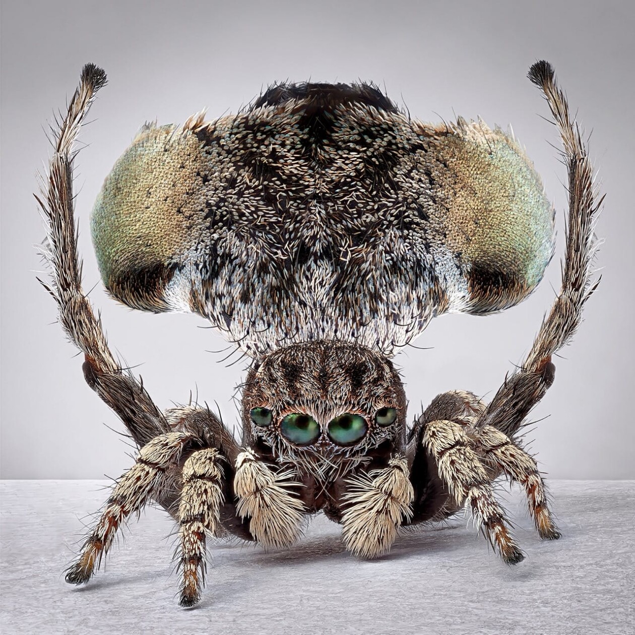 Maria Fernanda Cardoso's Captivating Portraits Of Peacock Spiders (9)