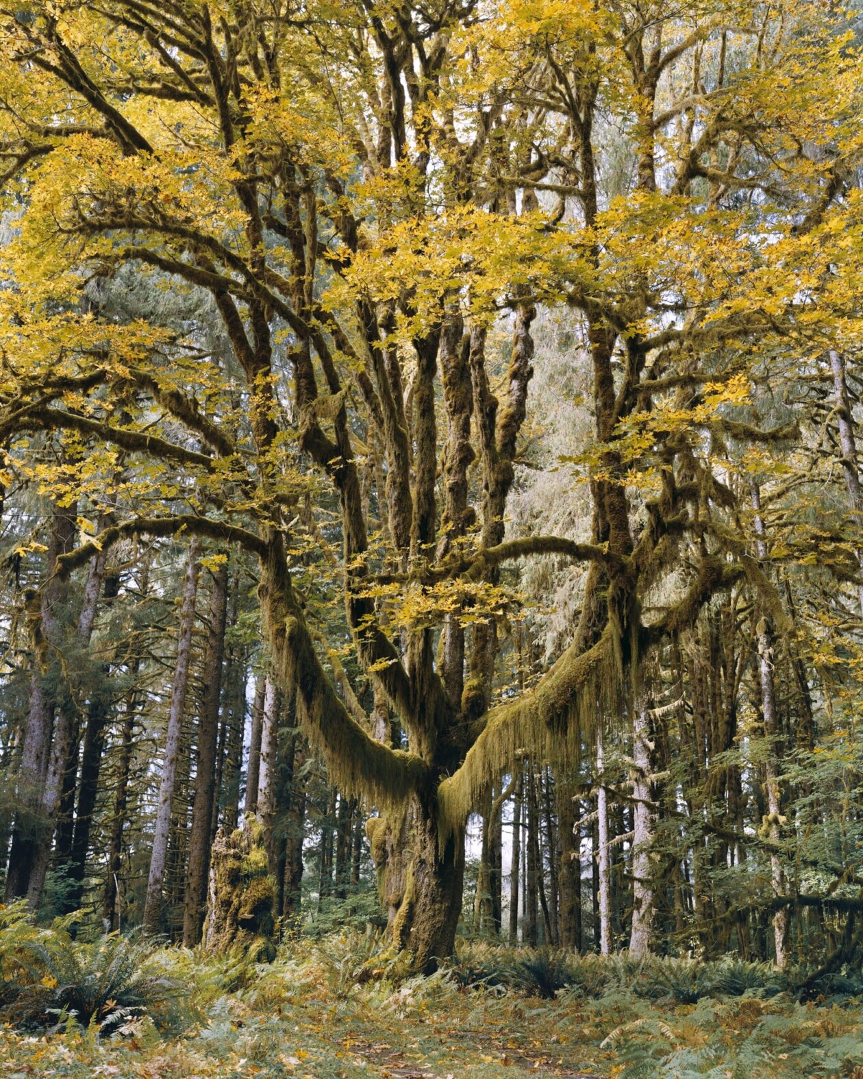 Old Growth Photography Series By Mitch Epstein (5)
