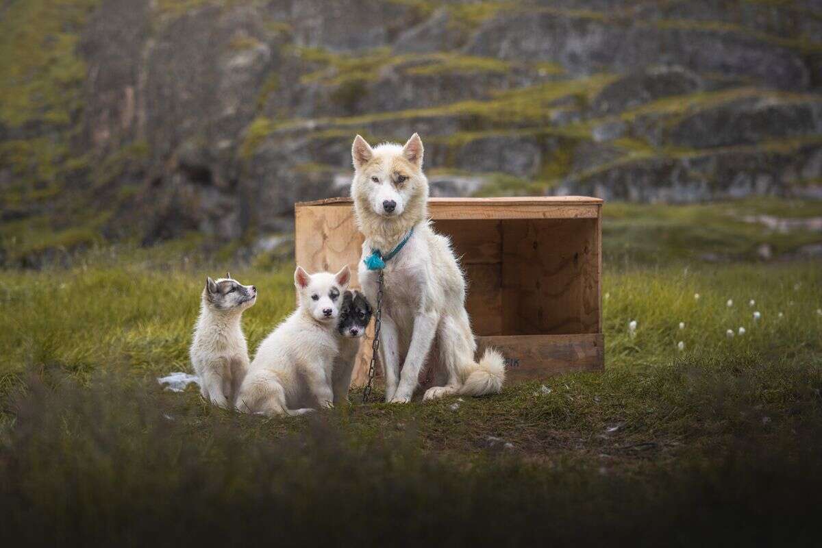 Albert Dros' Landscape Photography O Greenland (33)