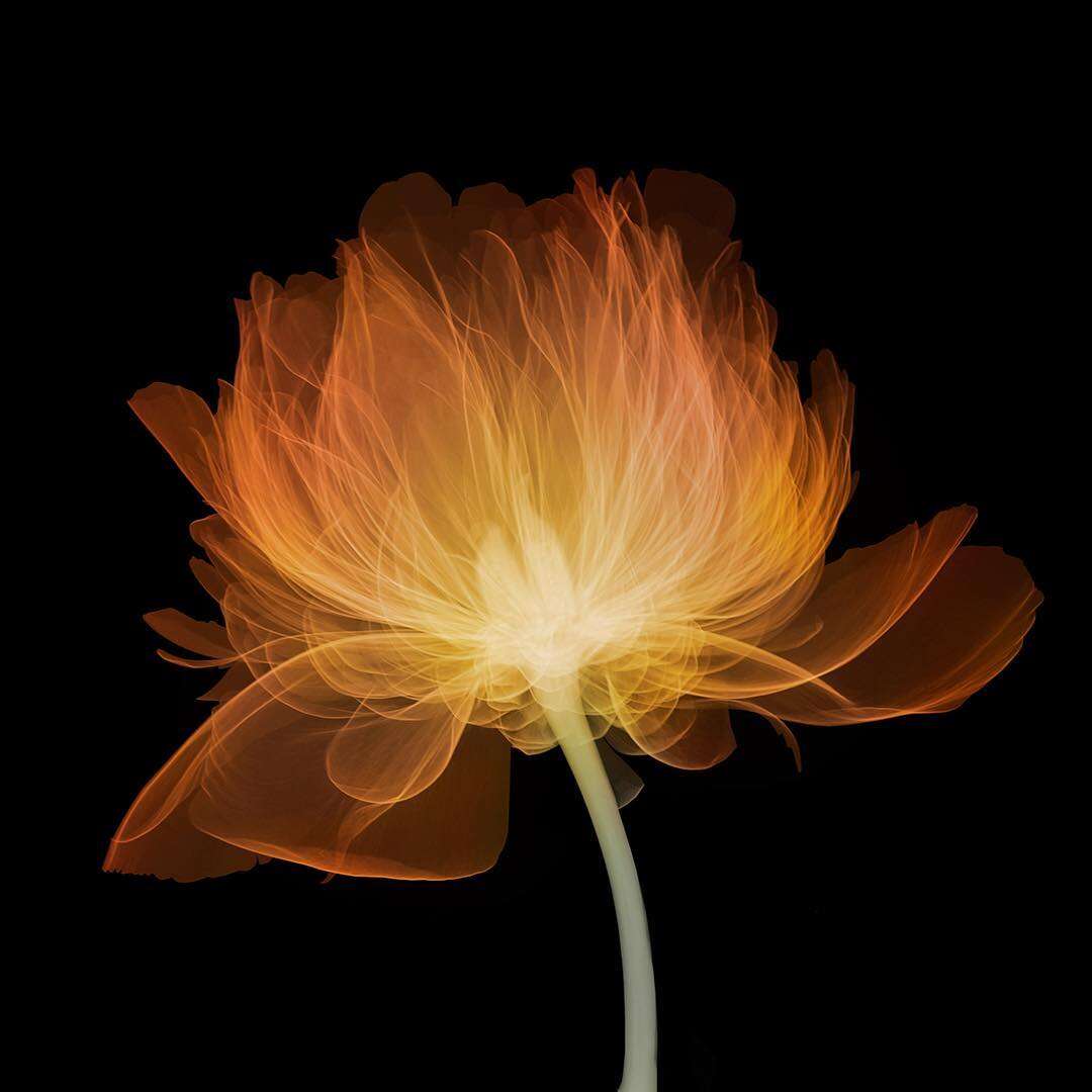 The Fascinating X Ray Photography Of Nick Veasey (3)