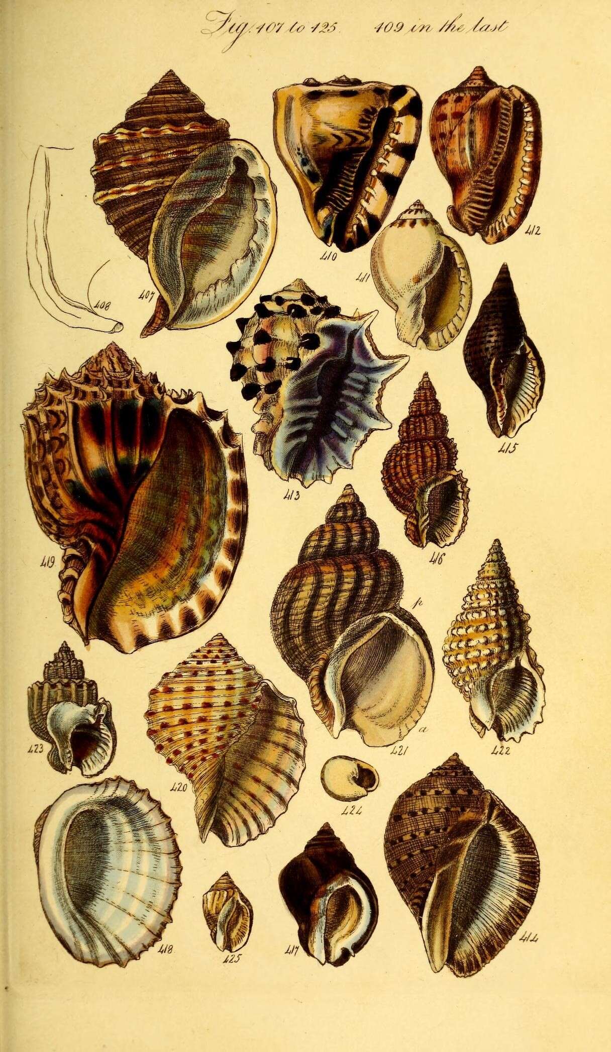 A Conchological Manual London, Henry G. Bohn,1846