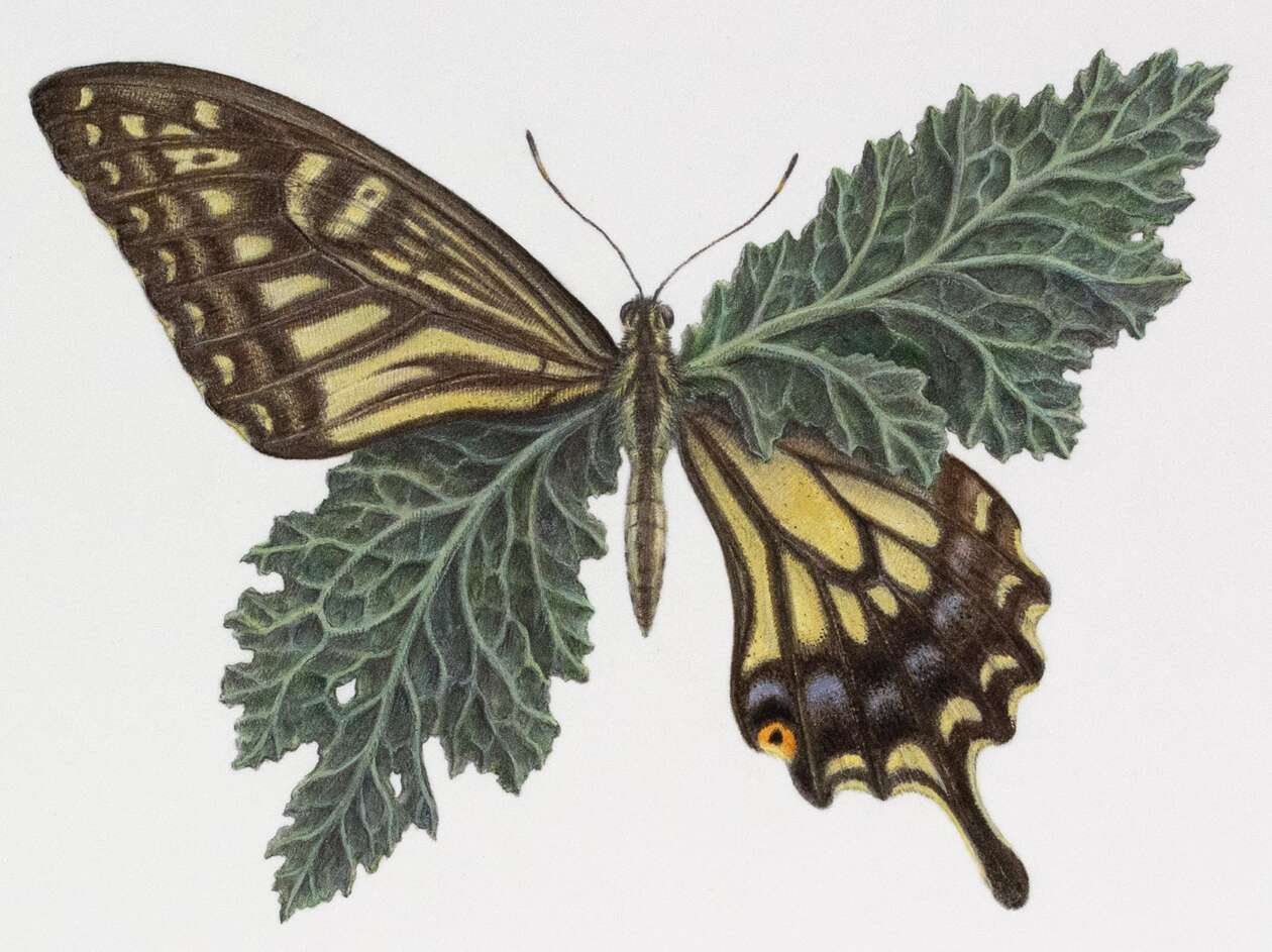 Amahi Mori’s Surreal Hybrids (11)