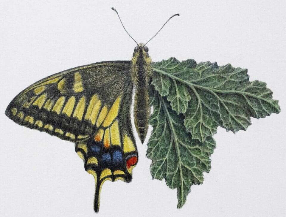 Amahi Mori’s Surreal Hybrids (9)