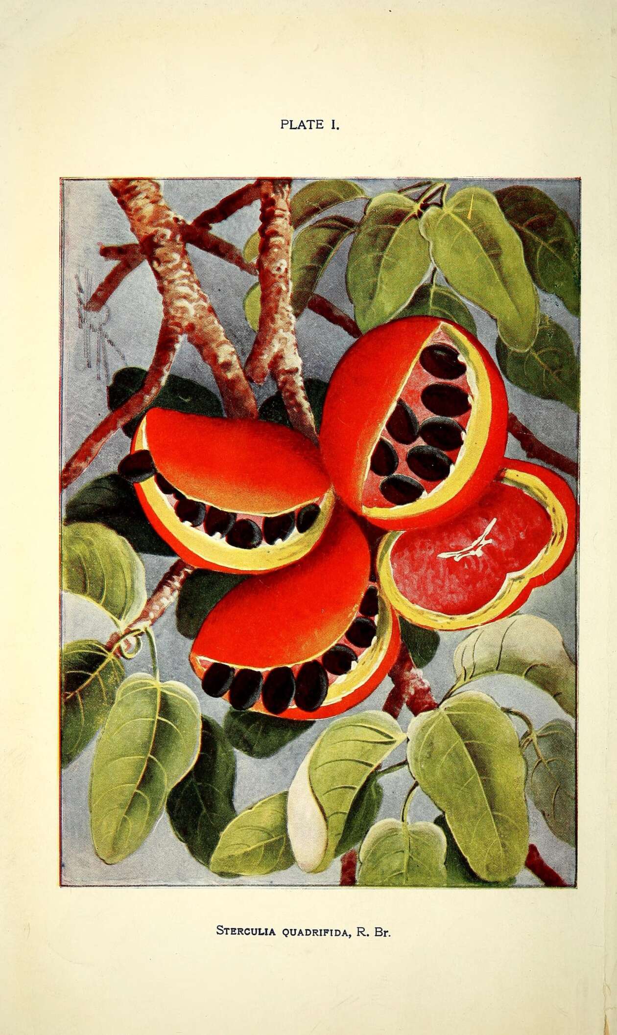 Comprehensive Catalogue Of Queensland Plants Brisbane, A. J. Cumming, Government Printer (pref. 1909)