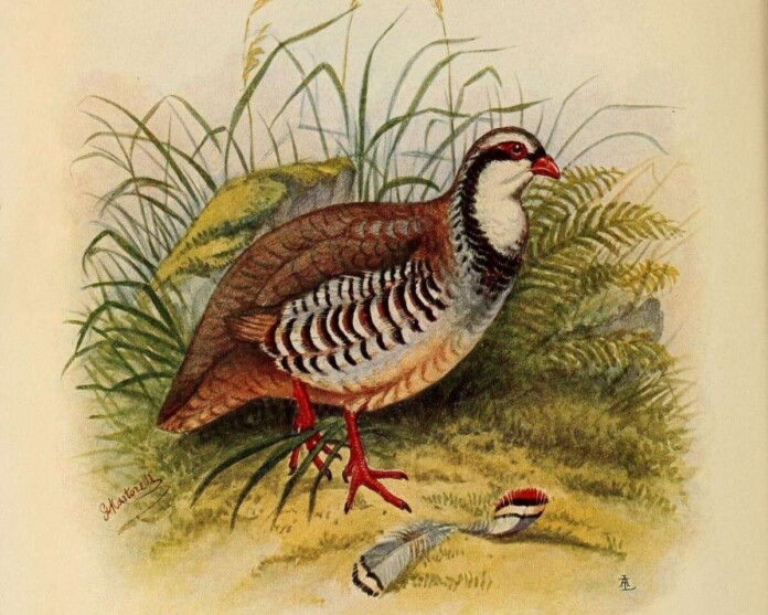 Detail Of A Bird Illustration From Rivista Italiana Di Ornitologia