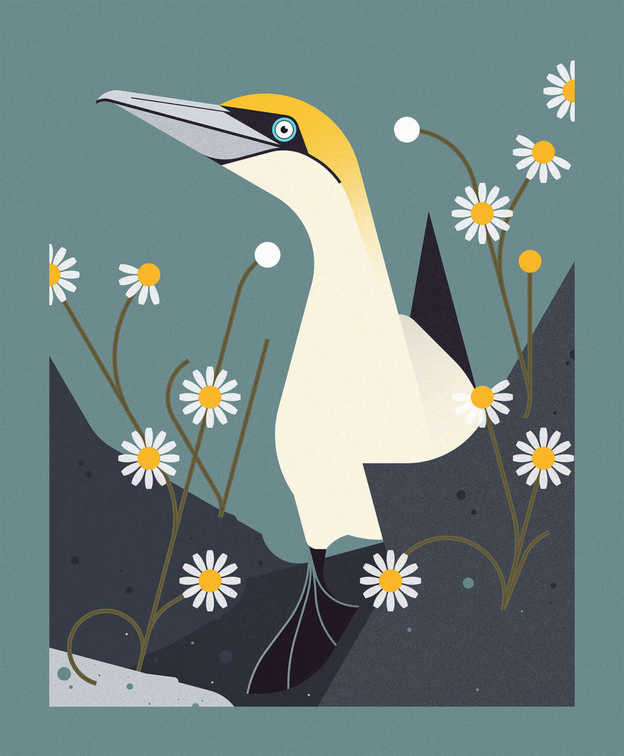 Emma Clinton's Nature Illustrations (13)