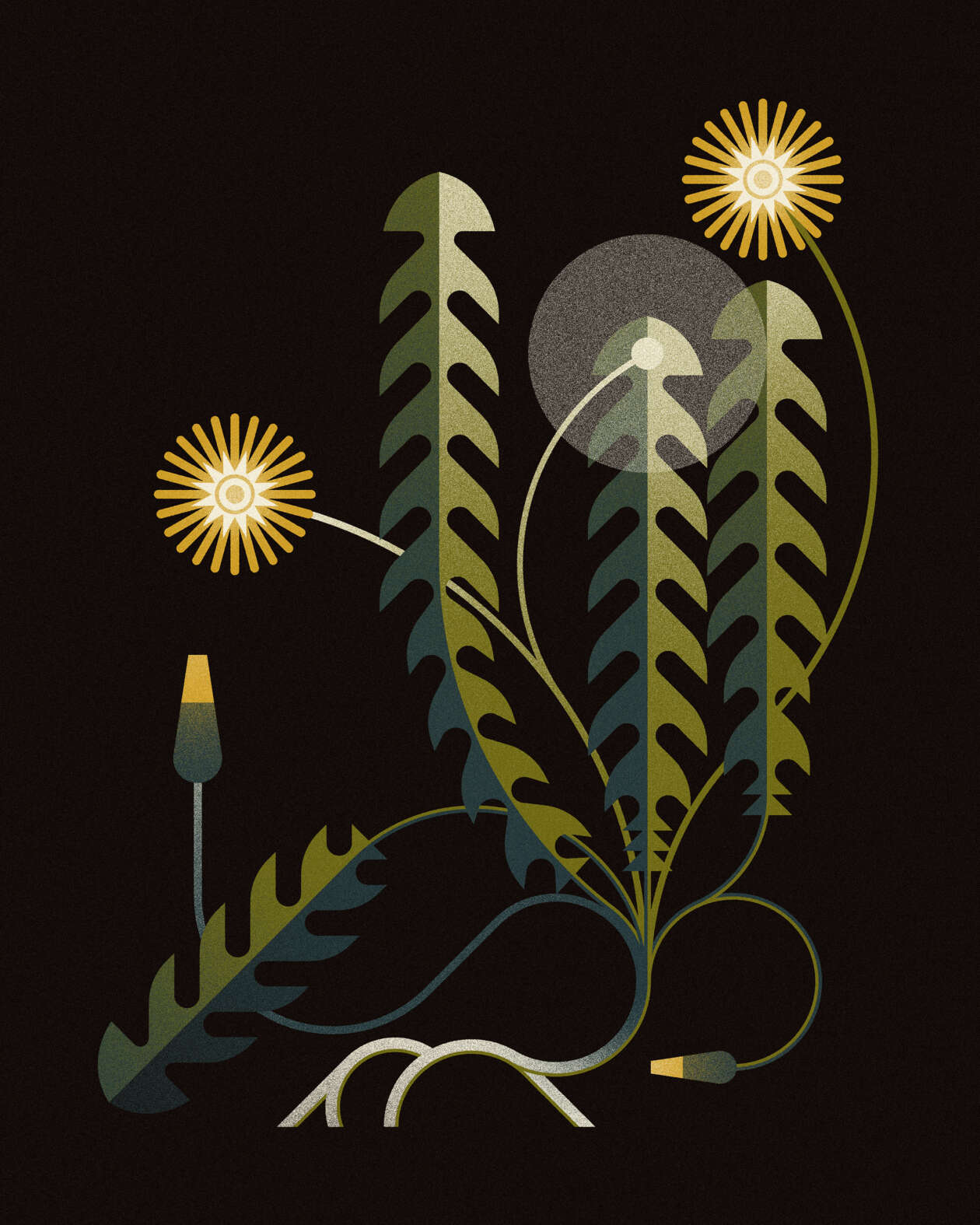 Emma Clinton's Nature Illustrations (24)