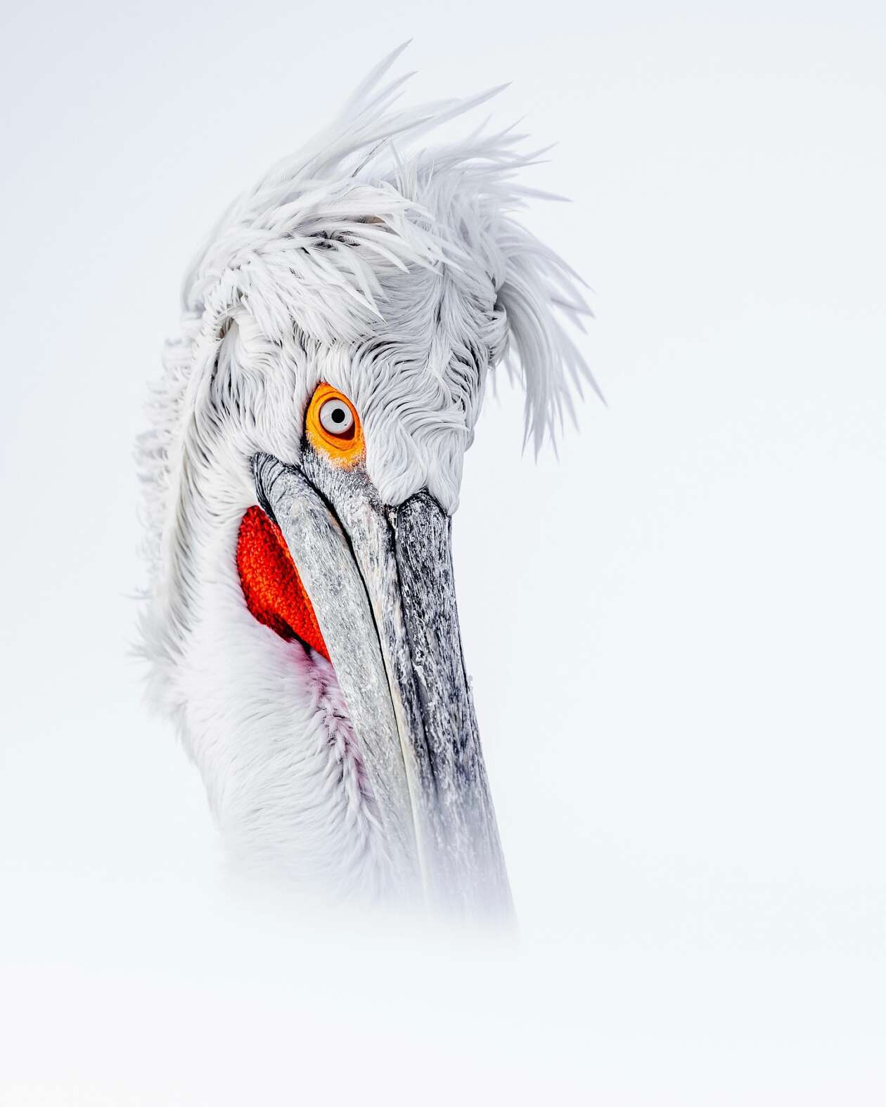 Sean Weekly's Pelican Photography (1)