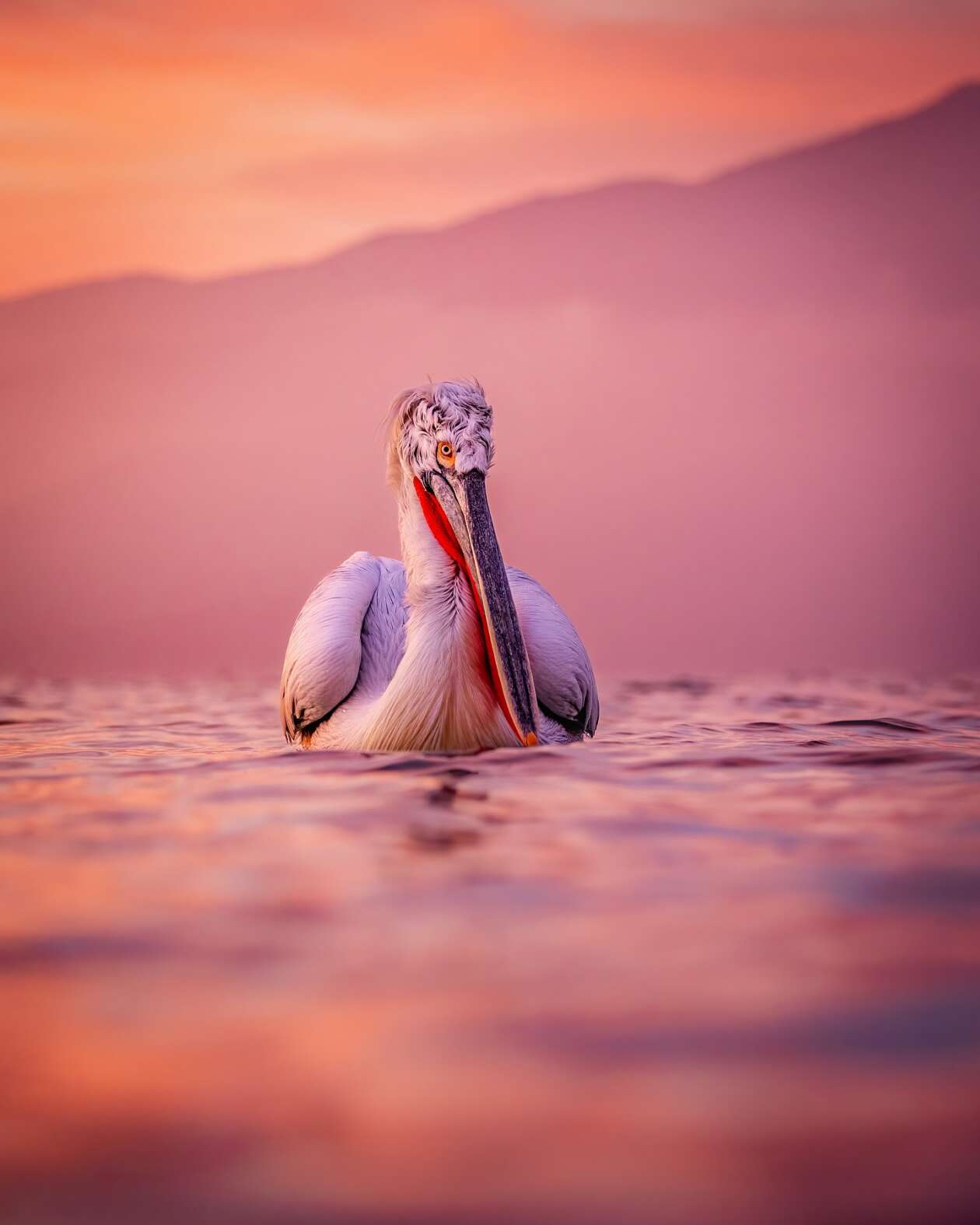 Sean Weekly's Pelican Photography (10)