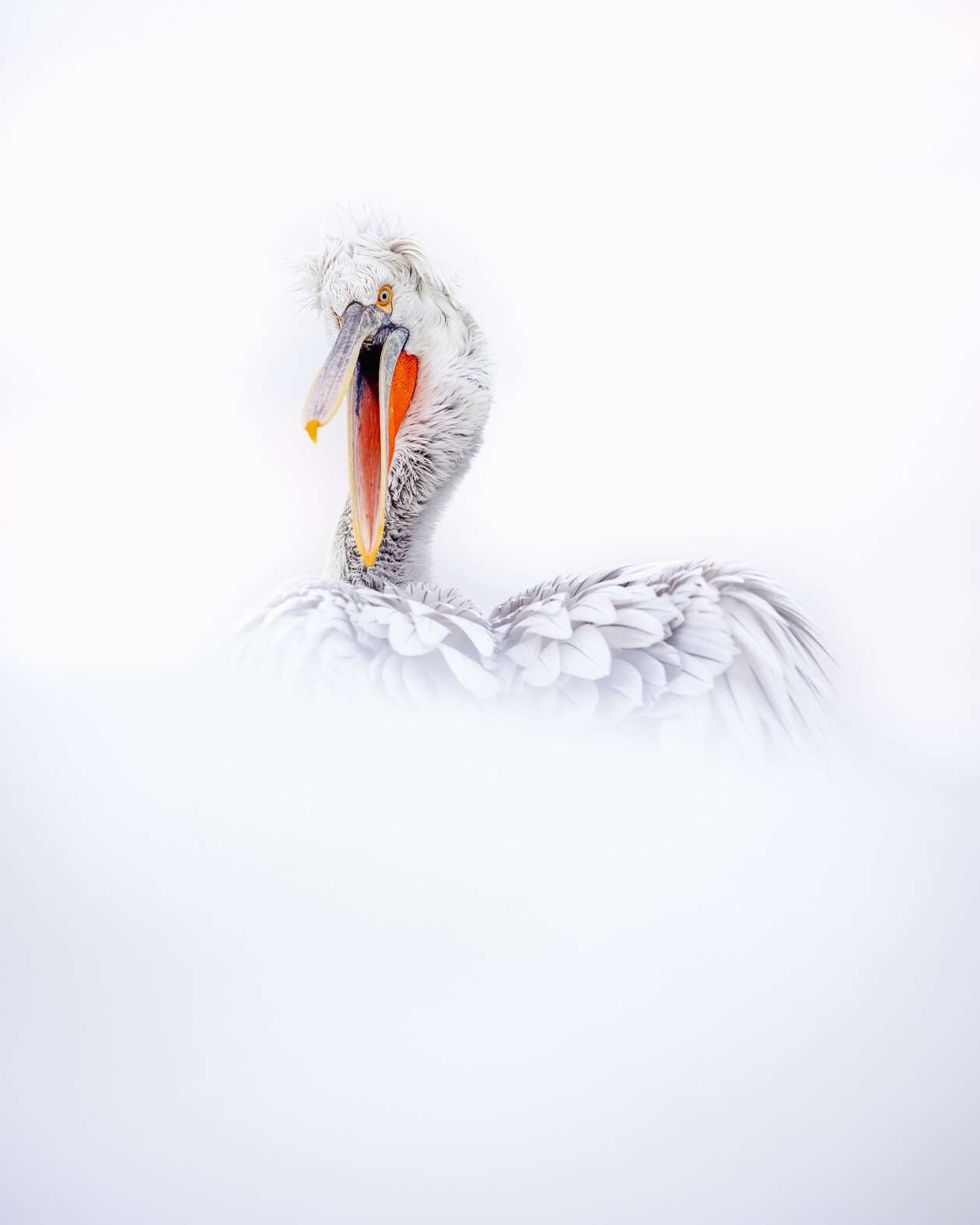 Sean Weekly's Pelican Photography (11)