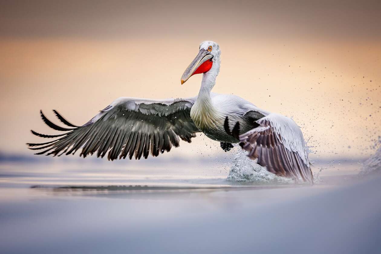 Sean Weekly's Pelican Photography (12)