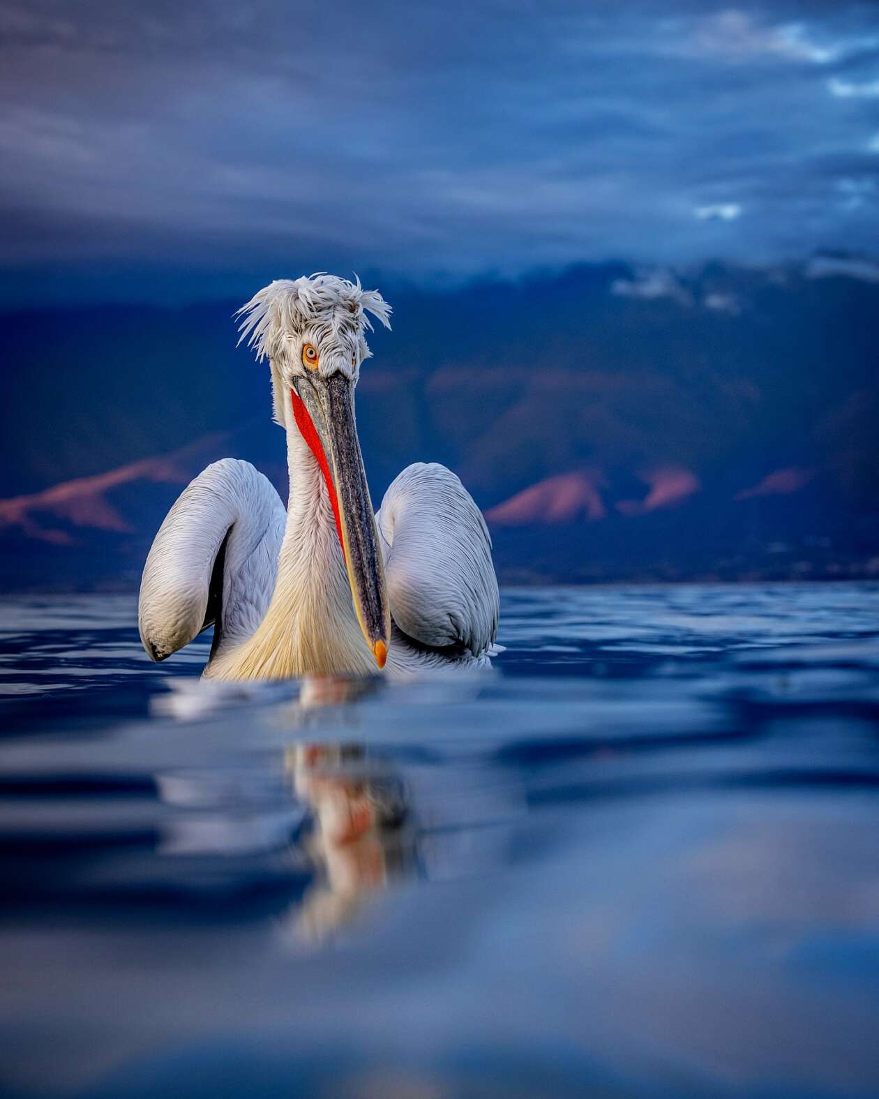 Sean Weekly's Pelican Photography (2)