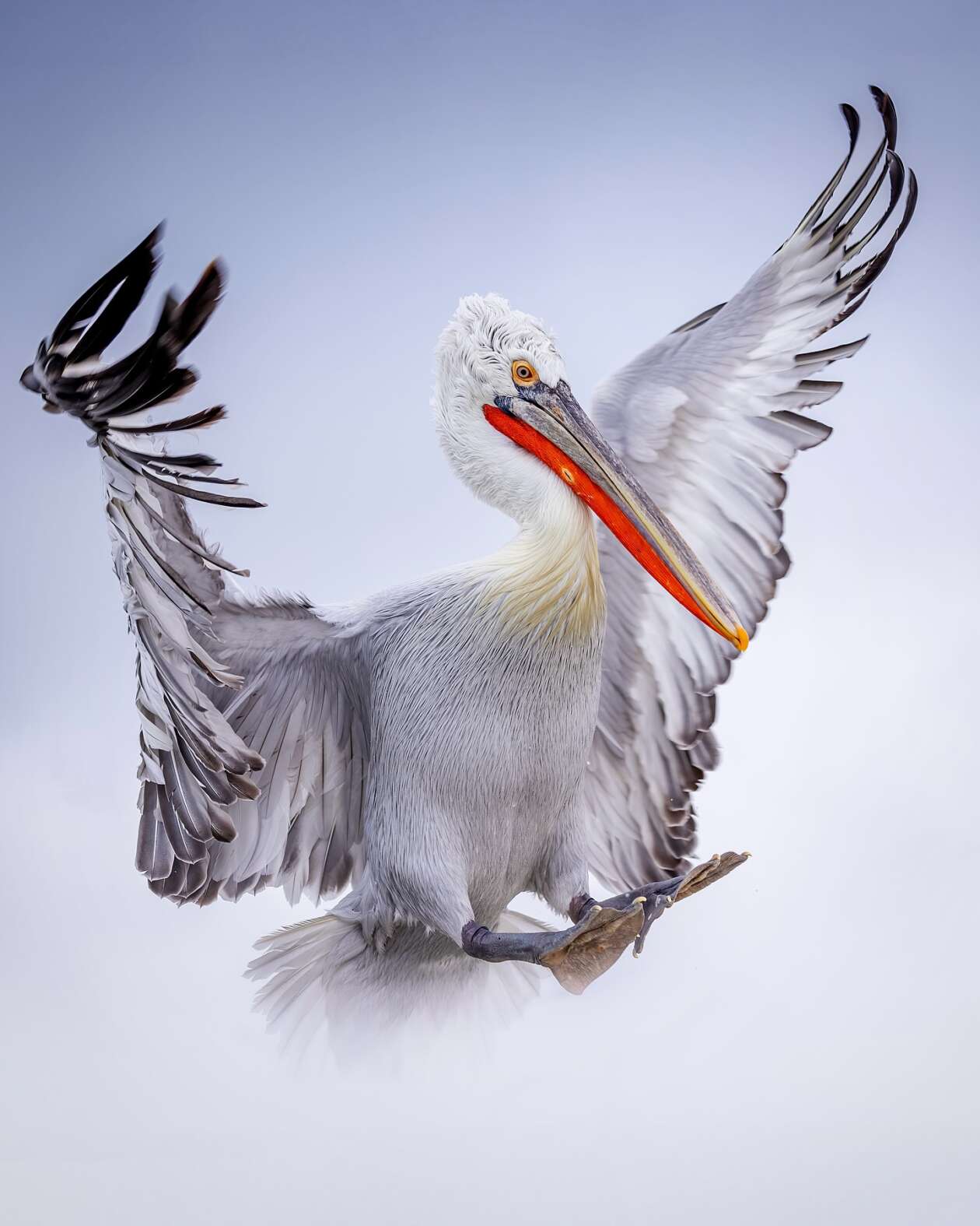 Sean Weekly's Pelican Photography (5)