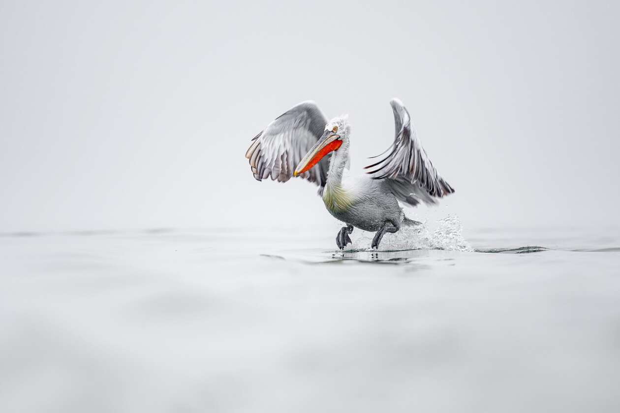 Sean Weekly's Pelican Photography (7)