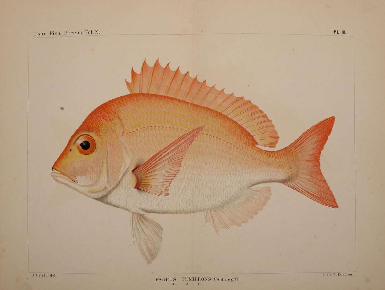 The Japanese Species Of The Genus Pagrus Tokyo, (fisheries Bureau),1900