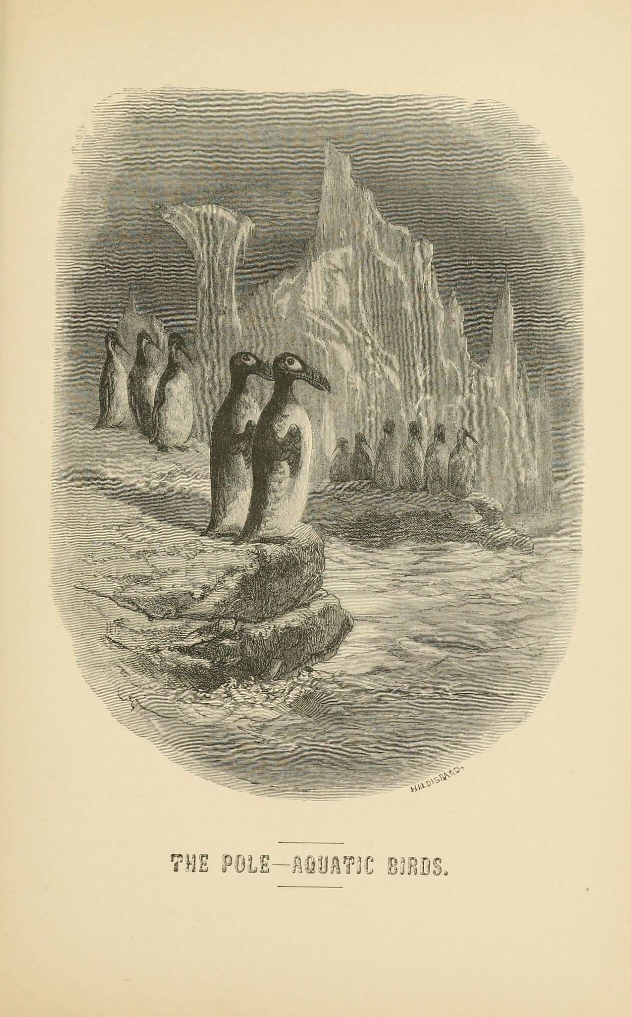The Bird London,t. Nelson And Sons,1869