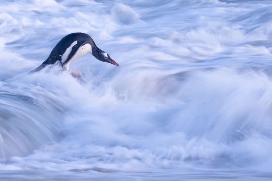 2025 North American Nature Photography Awards Winners (10)