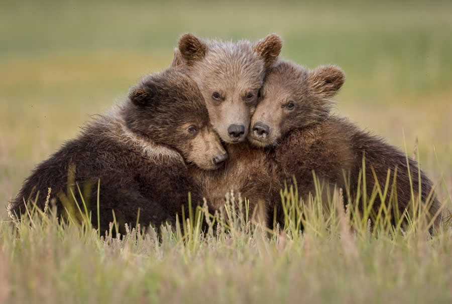 2025 North American Nature Photography Awards Winners (12)