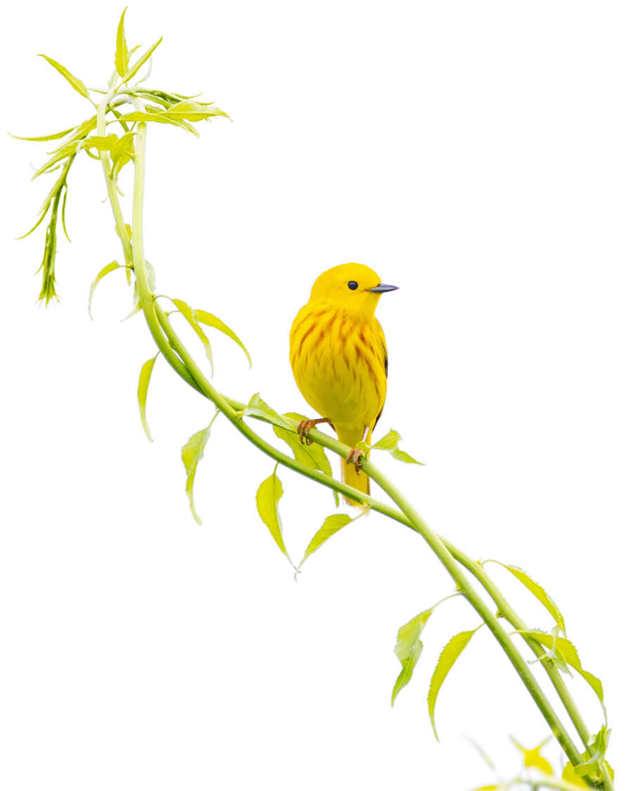 2025 North American Nature Photography Awards Winners (13)