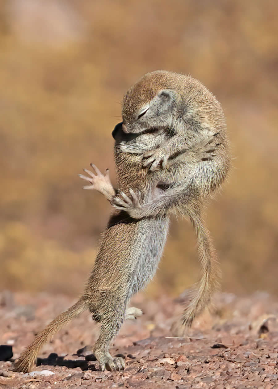 2025 North American Nature Photography Awards Winners (14)