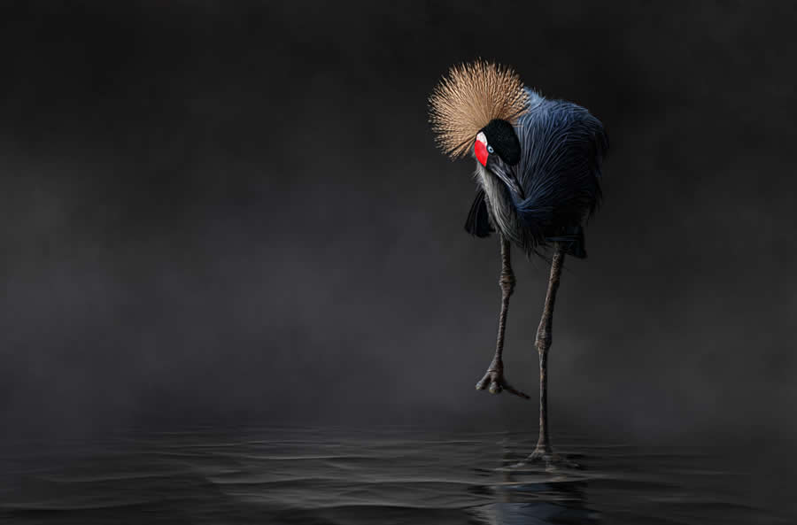 2025 North American Nature Photography Awards Winners (16)
