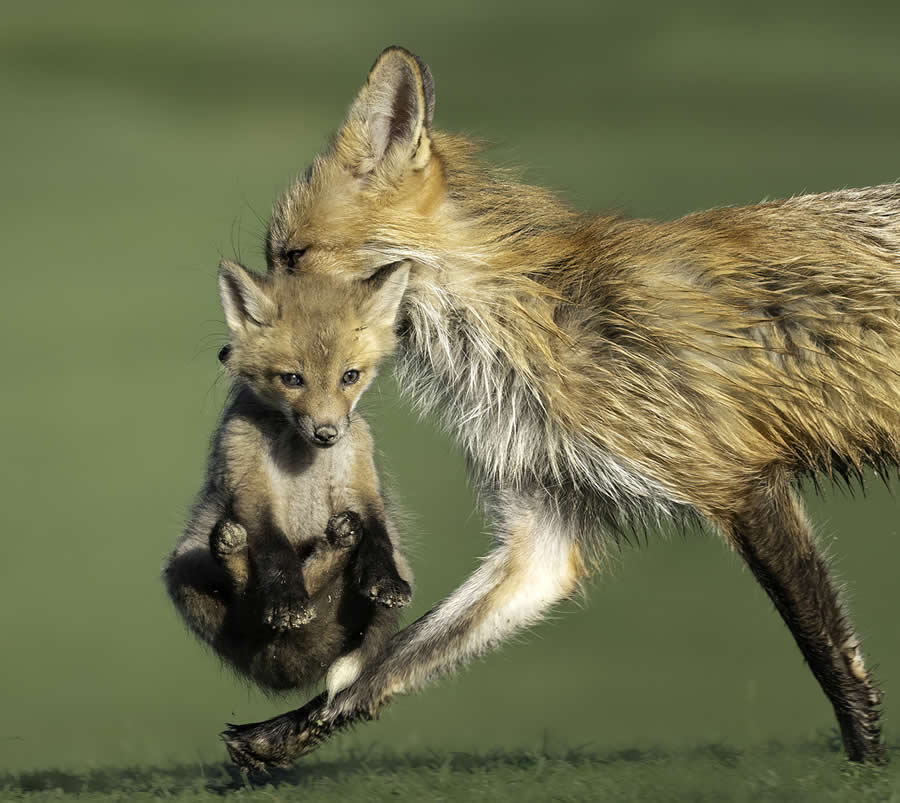 2025 North American Nature Photography Awards Winners (17)
