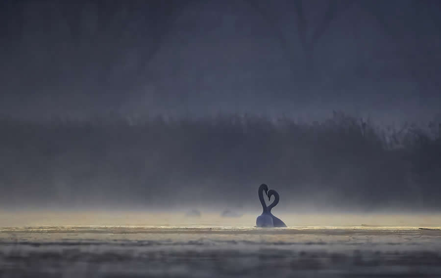 2025 North American Nature Photography Awards Winners (18)