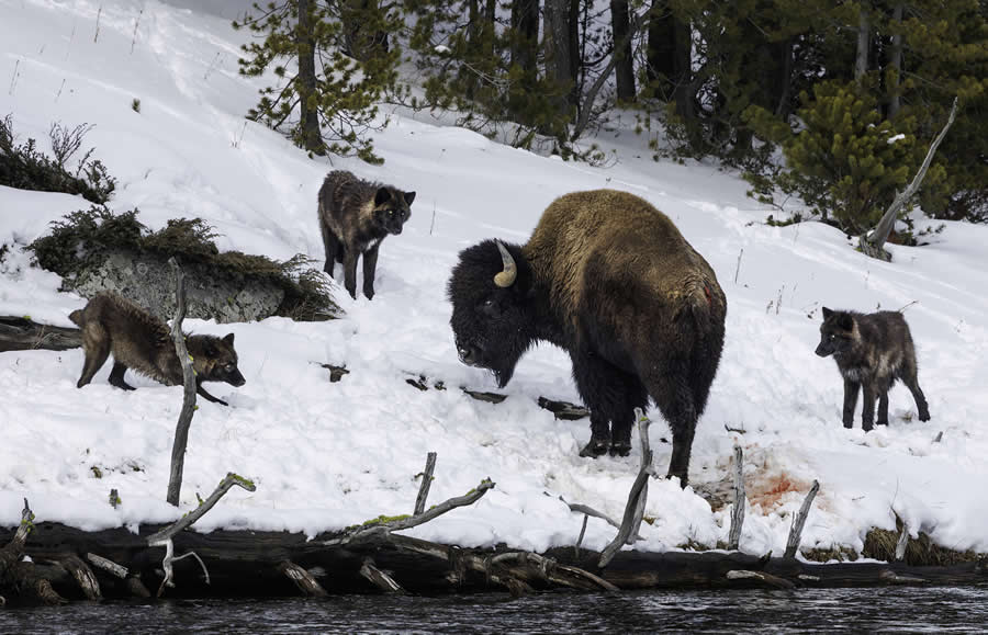2025 North American Nature Photography Awards Winners (19)
