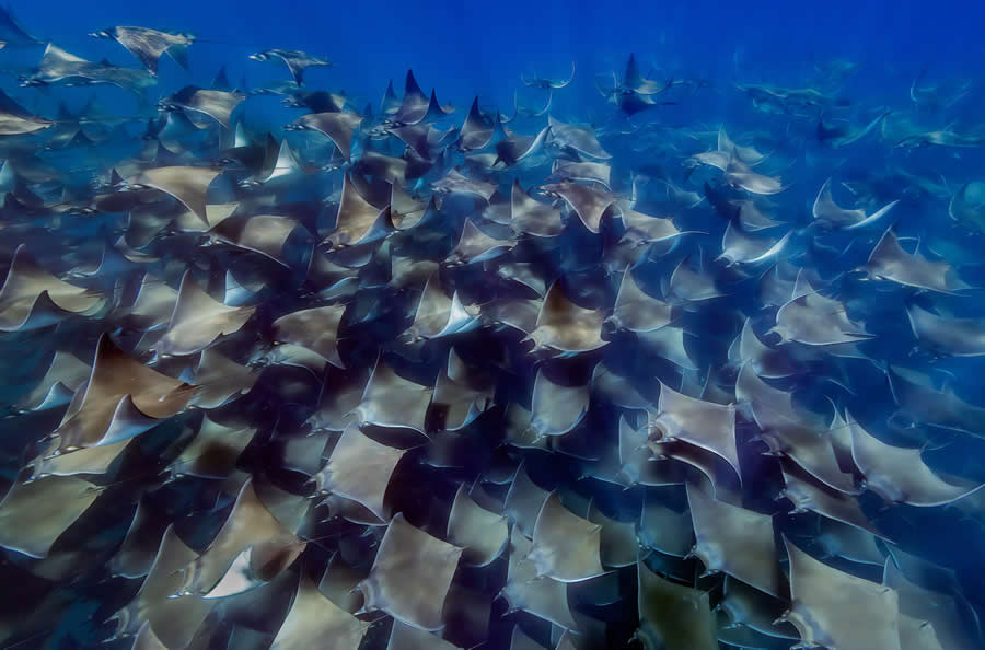 2025 North American Nature Photography Awards Winners (2)