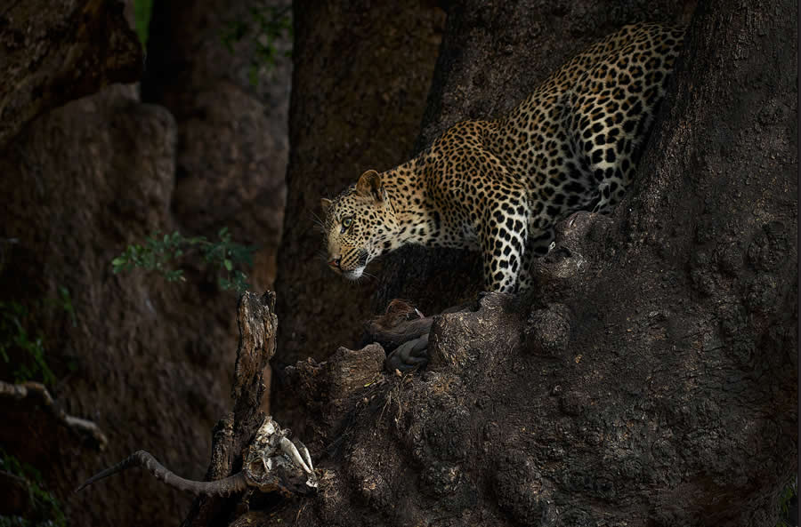 2025 North American Nature Photography Awards Winners (20)