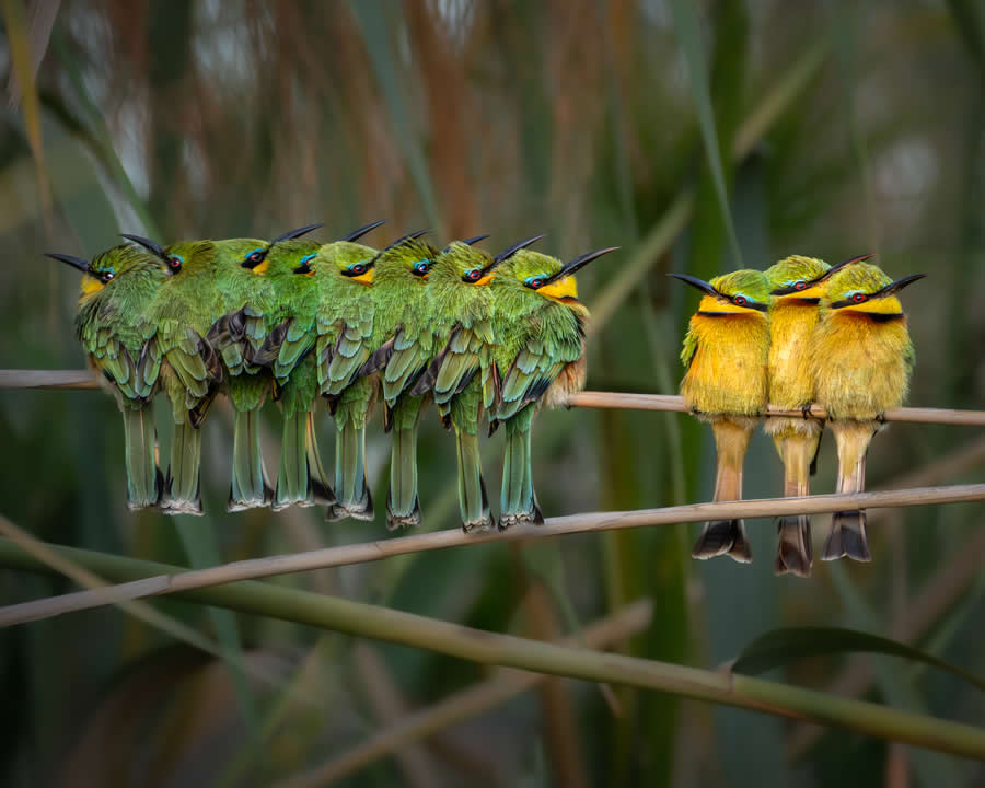 2025 North American Nature Photography Awards Winners (22)