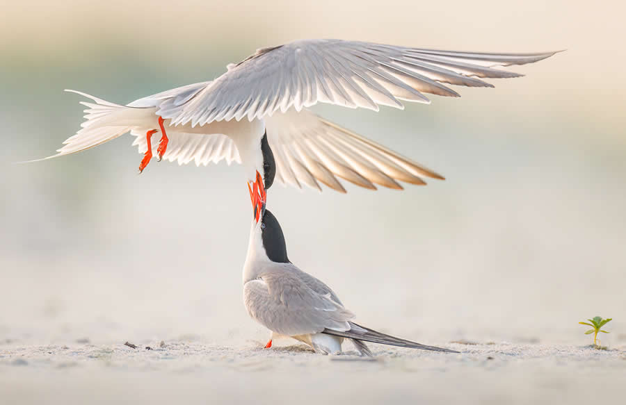 2025 North American Nature Photography Awards Winners (23)