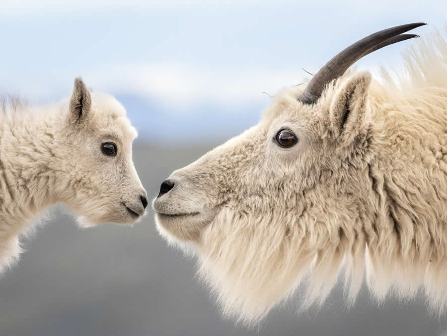 2025 North American Nature Photography Awards Winners (24)