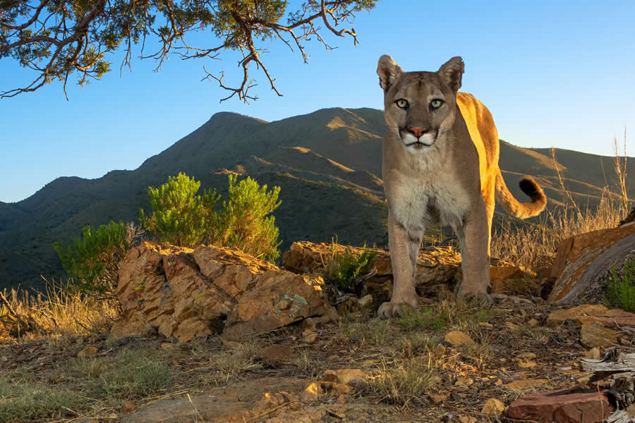 2025 North American Nature Photography Awards Winners (5)
