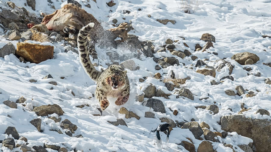 2025 North American Nature Photography Awards Winners (8)