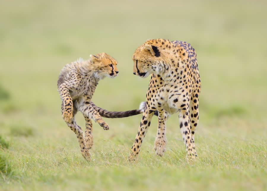 2025 North American Nature Photography Awards Winners (9)