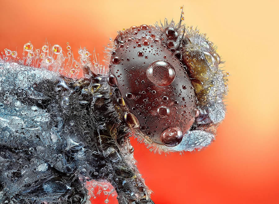 35 Photography Awards Macro Photography (17)