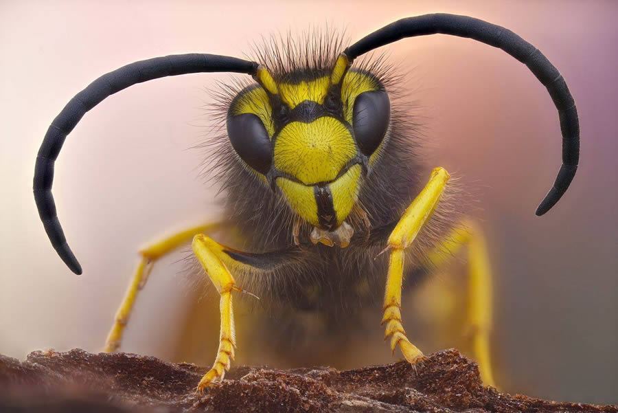 35 Photography Awards Macro Photography (19)