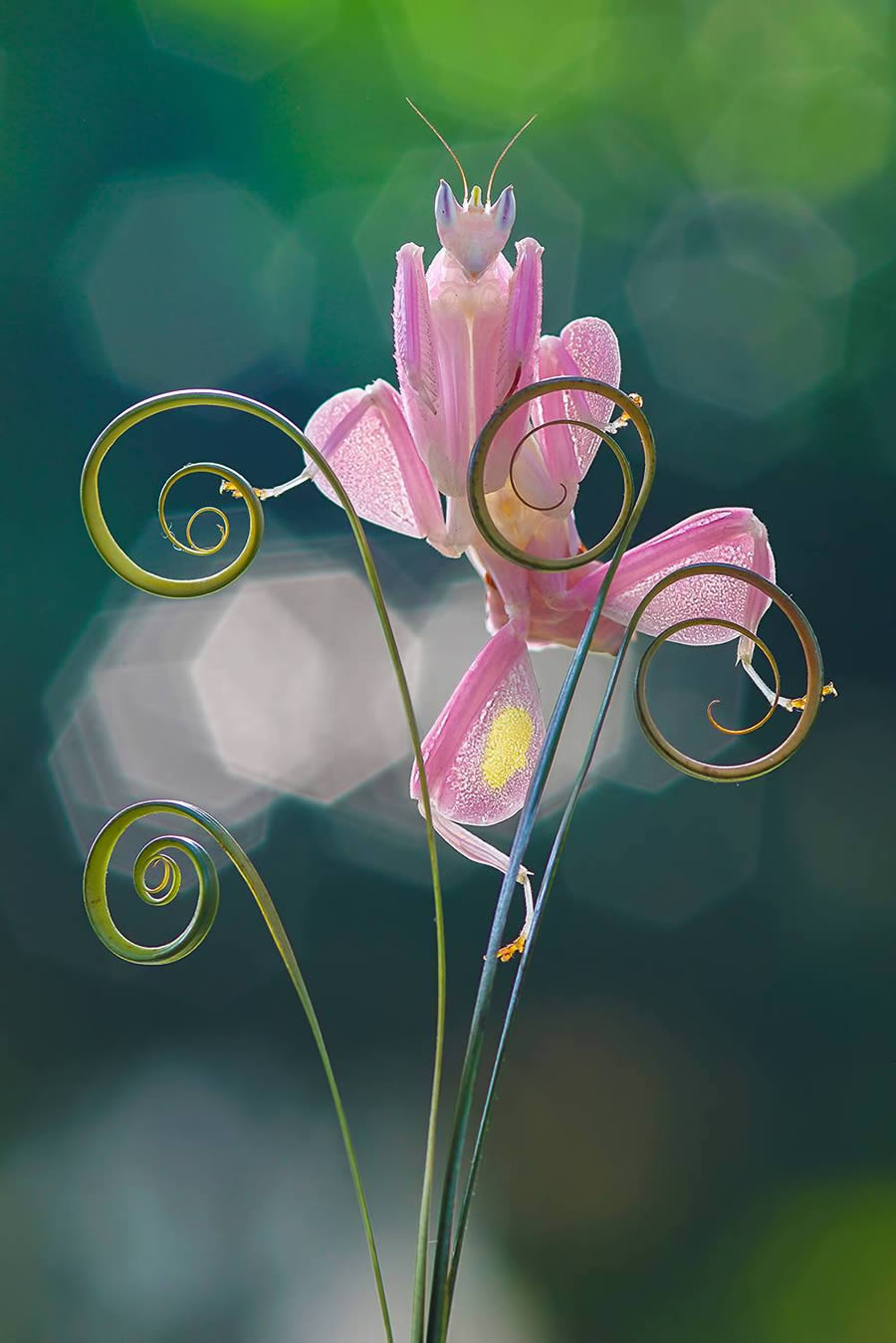 35 Photography Awards Macro Photography (2)