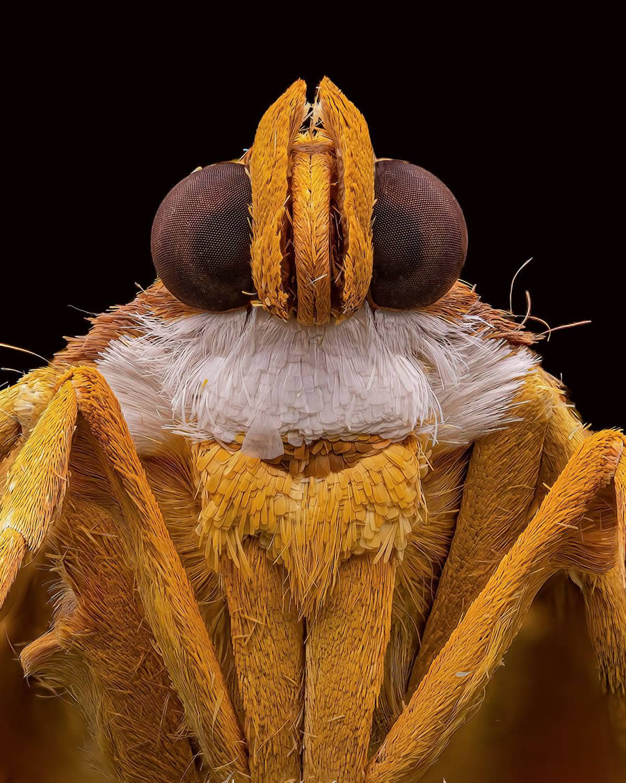 35 Photography Awards Macro Photography (5)