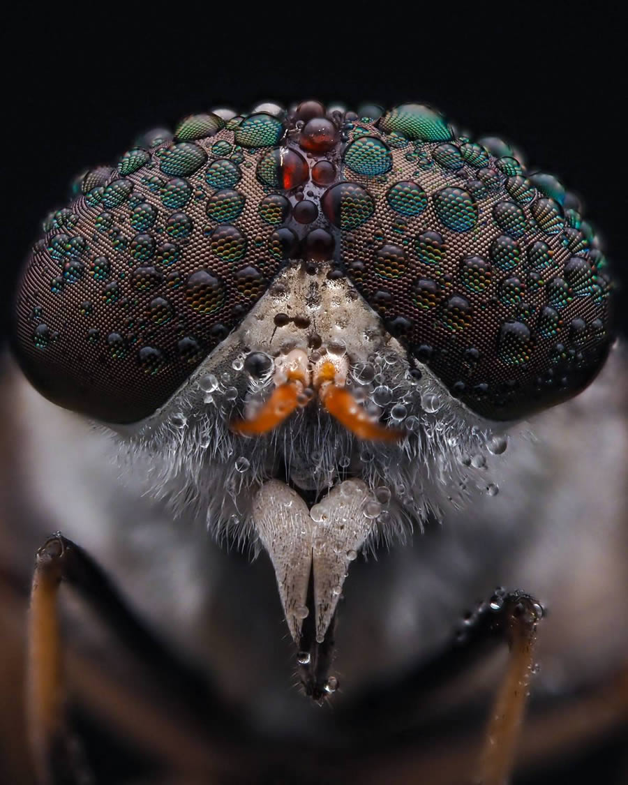 35 Photography Awards Macro Photography (8)