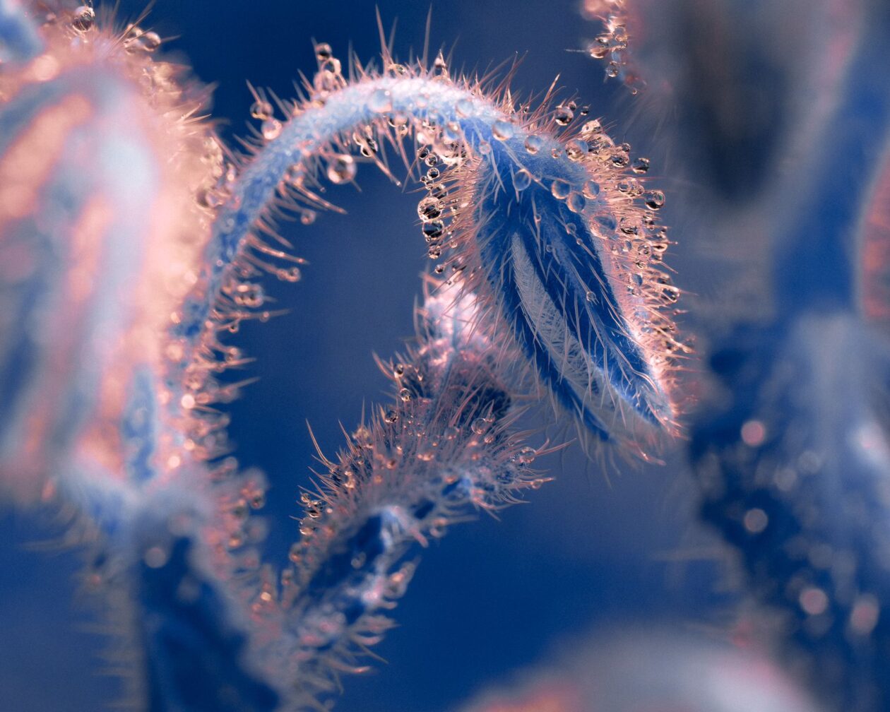 Tom Leighton's Botanical Photography Series Spines (1)