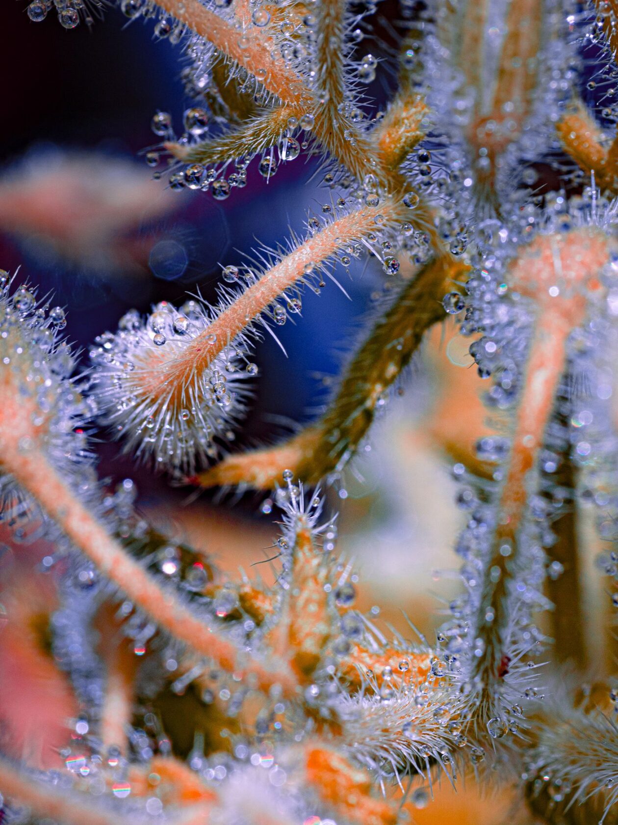 Tom Leighton's Botanical Photography Series Spines (2)
