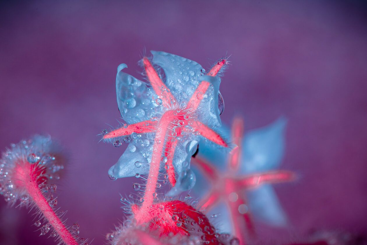 Tom Leighton's Botanical Photography Series Spines (4)