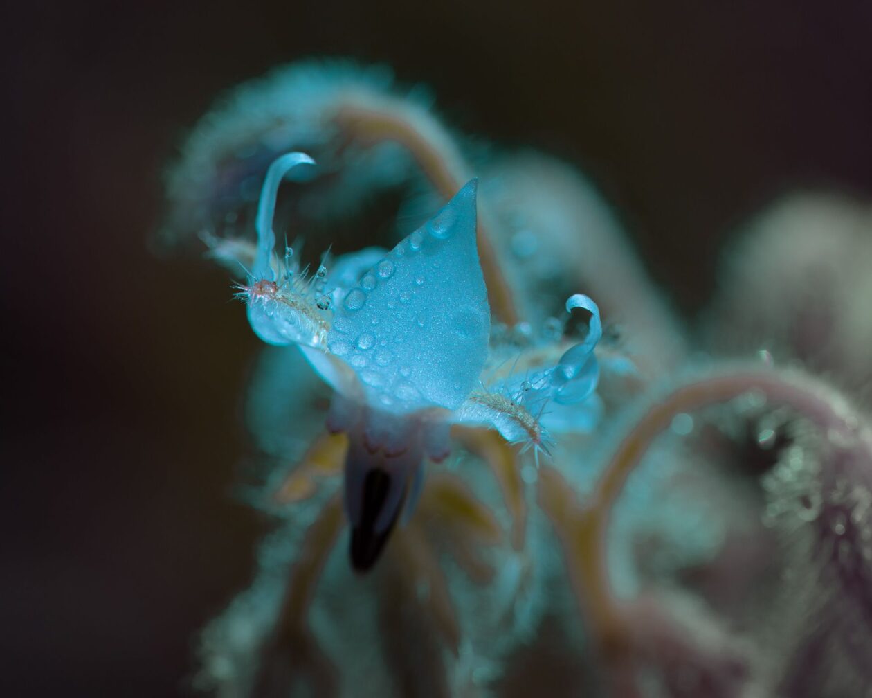 Tom Leighton's Botanical Photography Series Spines (5)