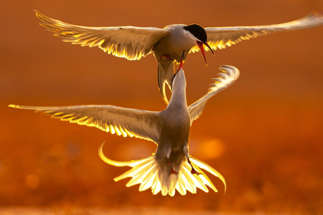 Winners From The 2025 World Nature Photography Awards (2)