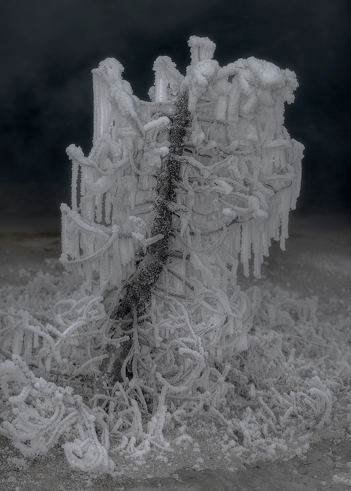 Delaney Allen's Strange Nature Series (3)